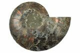 Cut & Polished Ammonite Fossil (Half) - Madagascar #345646-1